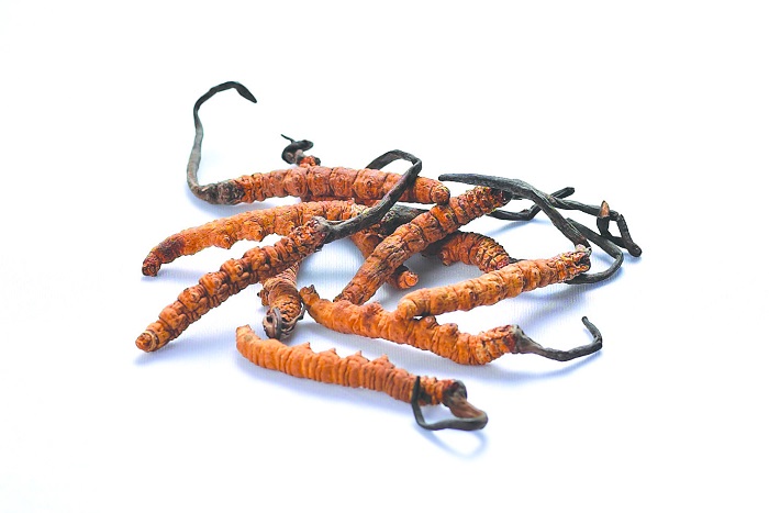 ABOUT CORDYCEPS