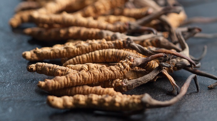 ABOUT CORDYCEPS